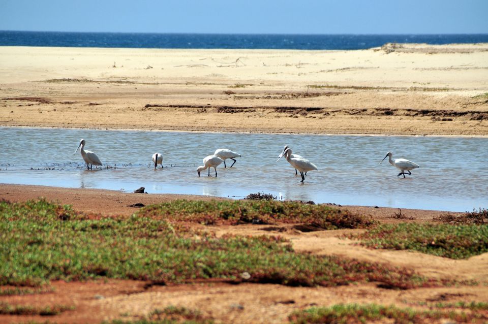 Boa Vista: Bird Watch Expedition in Natural Environment - Customized Tour Options