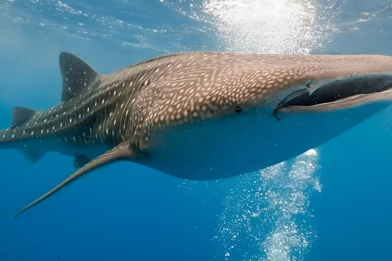 Bohol: Lila Whale Shark Watching - Snorkeling and Marine Life