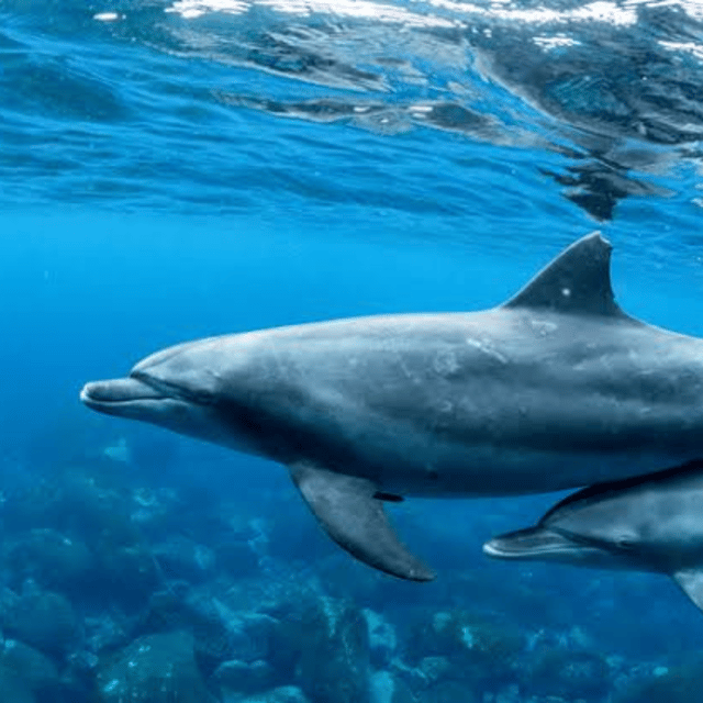 Bohol: Panglao Island Hopping Tour With Snorkeling (Private) - Dolphin Watching