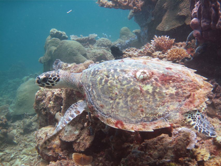 Borneo Full Day Try Dive (2 Dives) for Beginners - Customer Reviews and Ratings