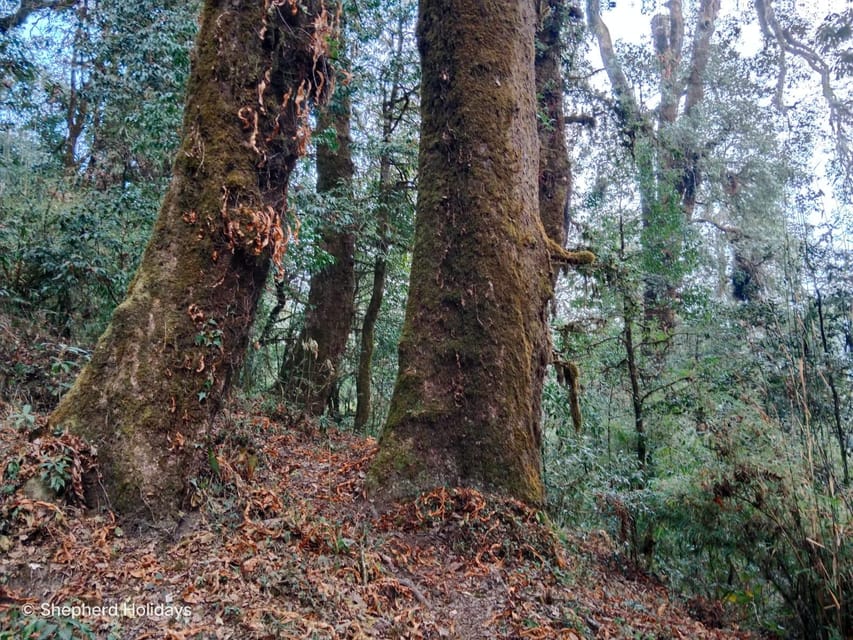 Budhanilkantha: Shivapuri Peak Hiking - Flora and Fauna