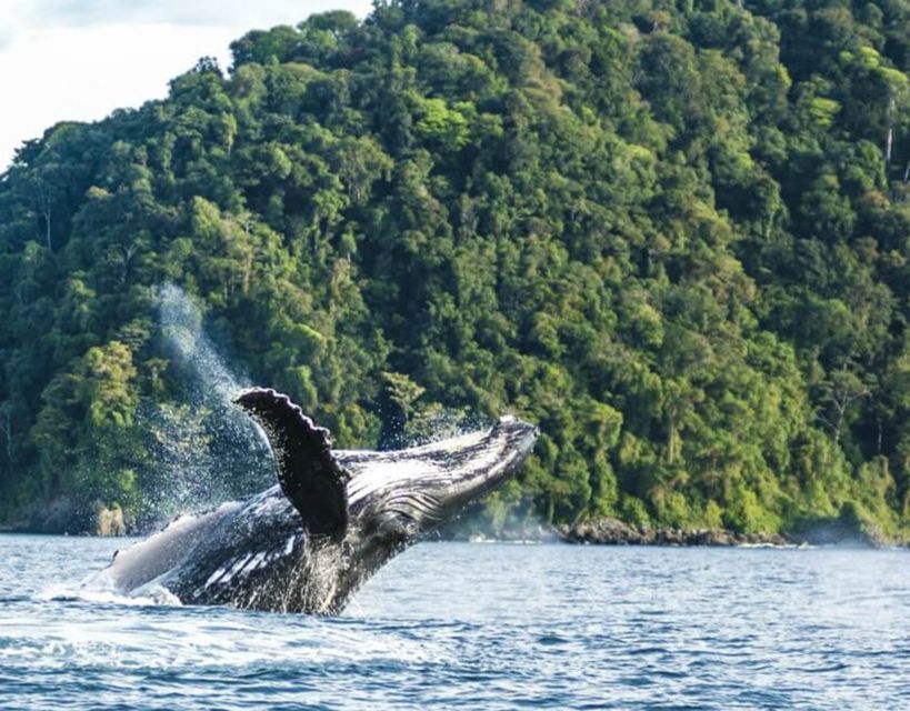 Buenaventura: Pacific Coast Whale Watching Tour - Related Whale Watching Experiences