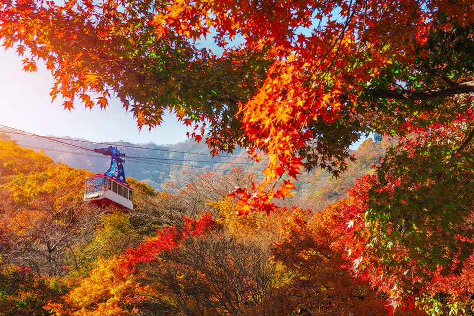 Busan: Naejangsan National Park Autumn Foliage One Day Tour - Important Information