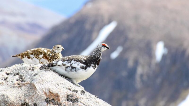 Cairngorms: Lochnagar Guided Walk - Wildlife and Nature Encounters