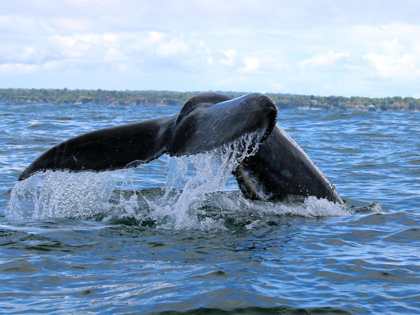 Cali: Whale Watching in the Colombian Pacific Coast - Transportation and Accessibility