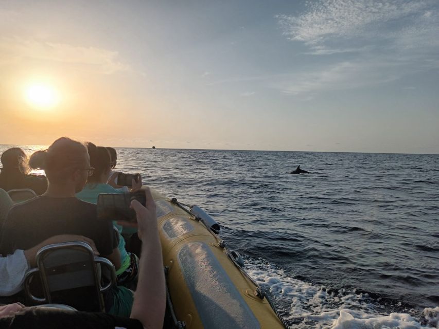 Can Picafort: Dolphin Watching Boat Tour With Swimming - Customer Reviews and Ratings