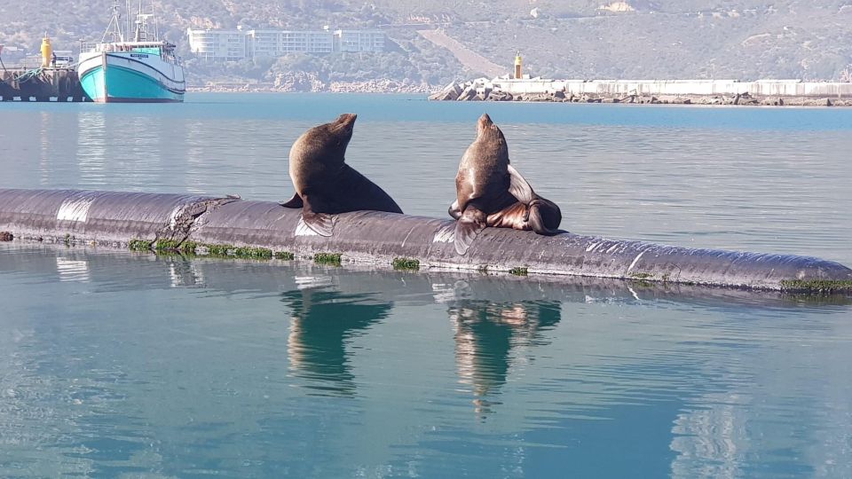 Cape of Good Hope and Penguins Full-Day Private Tour - Chapmans Peak: Photo Stop