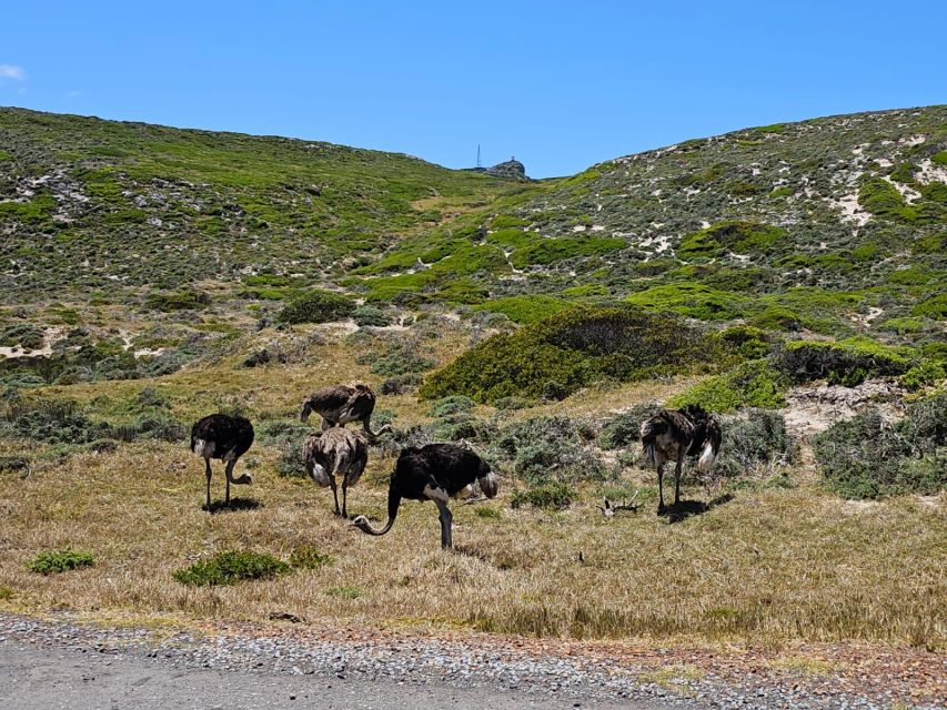 Cape of Good Hope & Penguins Private Tour - Important Information