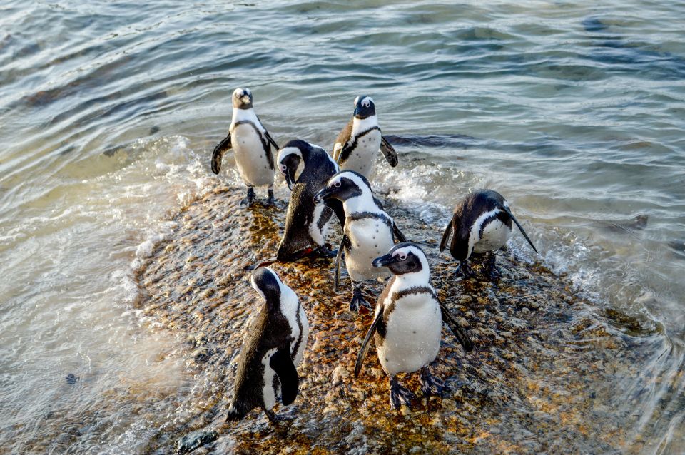 Cape of Good Hope: Sightseeing and African Penguins Tour - Important Information and Recommendations