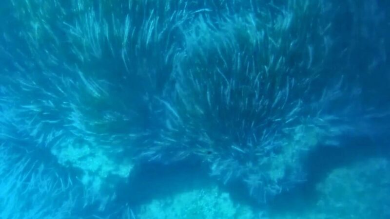 Capo Rizzuto: Explore Seabed With an Underwater Vision Boat - Inclusions and Restrictions