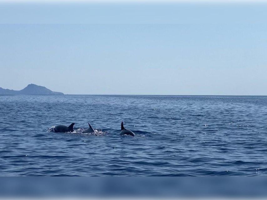 Cargèse: Capo Rosso Snorkeling and Sea Cave Tour - Meeting Point and What to Bring