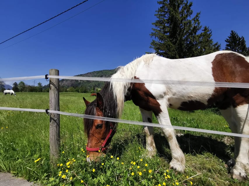 Carnia, Udine: Ebike Tour of Roman Roads, Mountains & Rivers - Preparation and Safety Tips