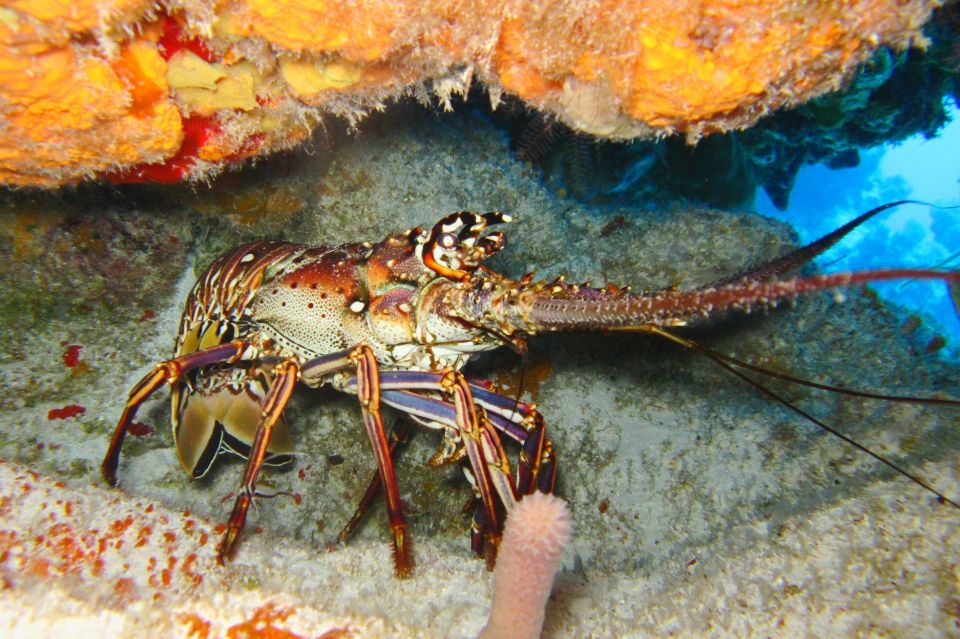 Cartagena: Scuba Diving Day Trip at Playa Blanca With Lunch - Beach Relaxation and Activities