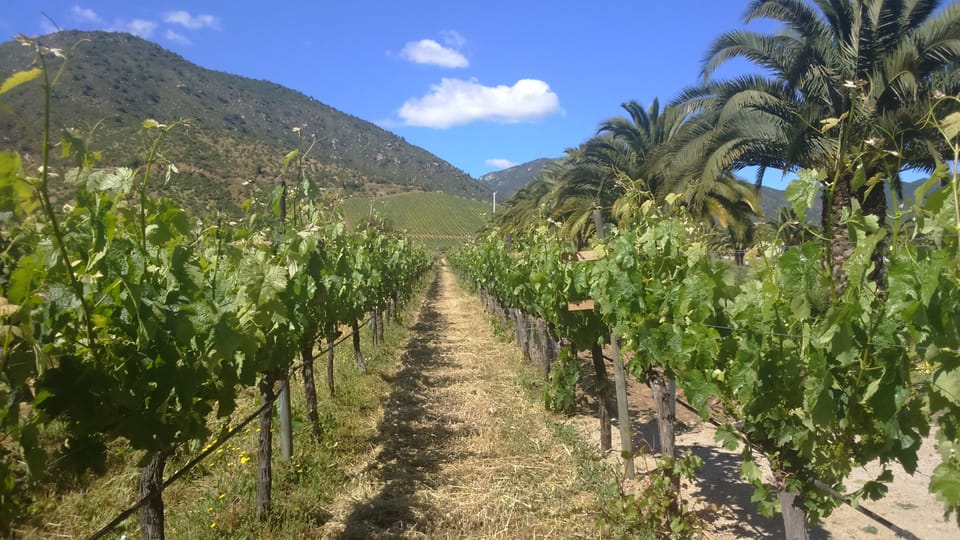 Casablanca Valley: Full-Day Private Wine Tour - Important Tour Guidelines