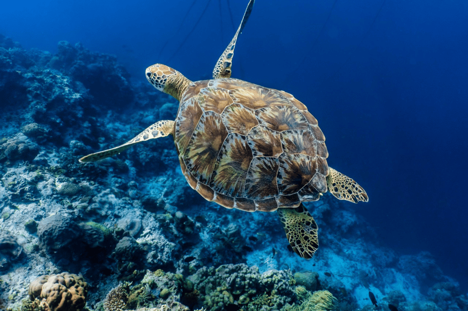 Cebu: Moalboal Sardine Run, Turtles & Oslob Whale Shark Tour - Tour Duration and Cancellation Policy