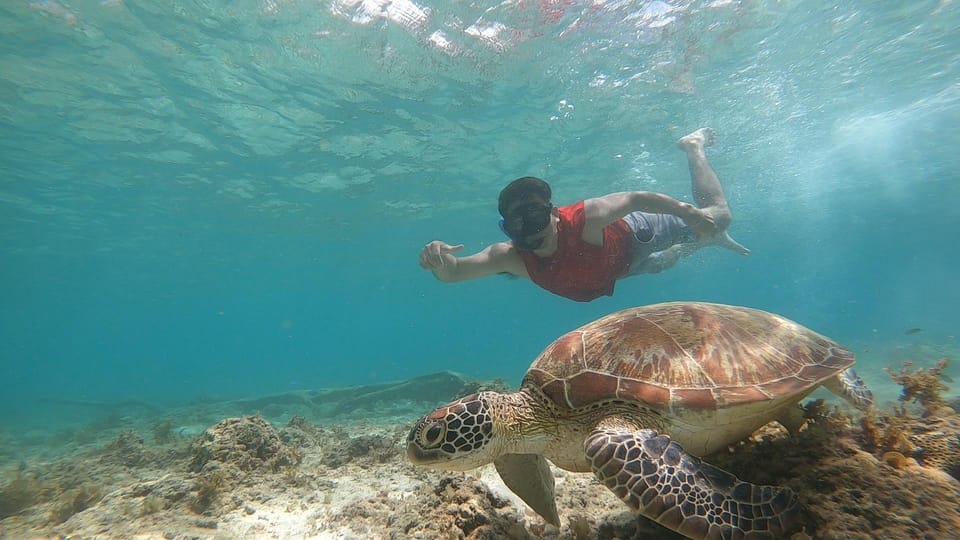 Cebu: Moalboal Sardine Snorkel and Kawasan Canyoneering Tour - Customer Reviews and Feedback