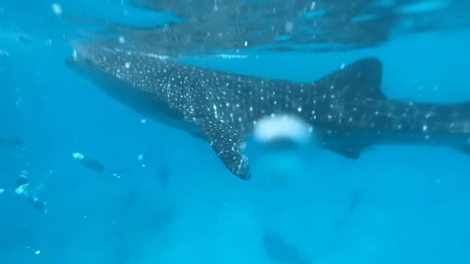 Cebu: Oslob Whale Shark &Moalboal Sardines &Turtle Thrill - Moalboal Snorkeling Adventure