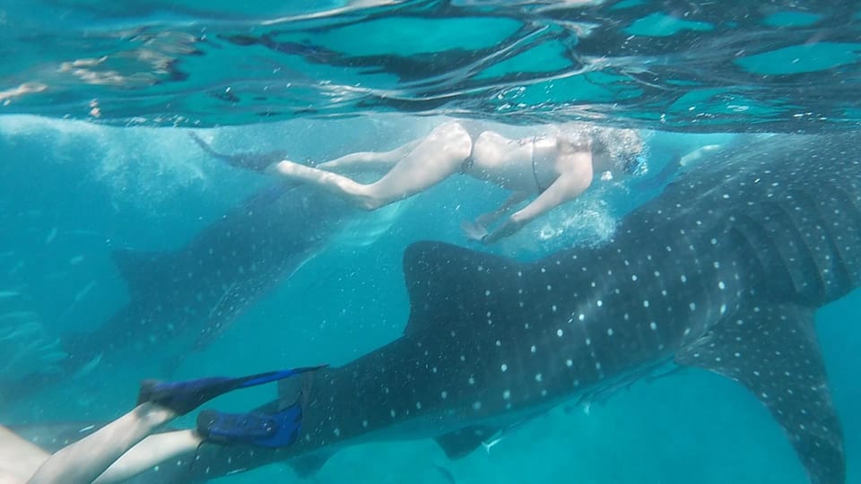 Cebu; Oslob Whaleshark Watching Day Tour - Preparation and Restrictions