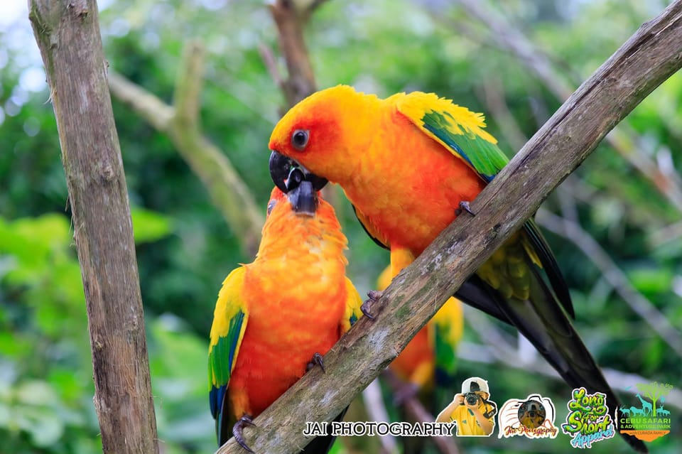 Cebu Safari & Adventure Park - Meeting Point and Pickup