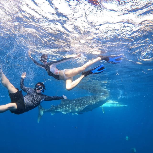 Cebu Swim With Whaleshark & Sumilon Island - Preparation and Safety