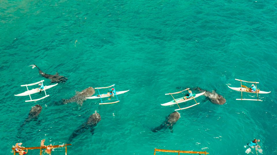 Cebu Whale Shark + Kawasan Canyooneering, Full Day W/ Lunch - Inclusions