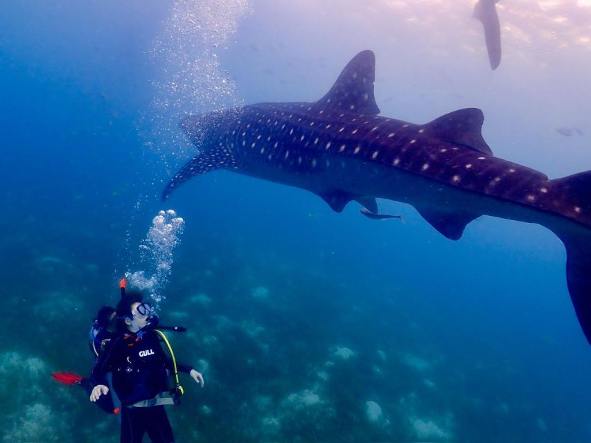 Cebu: Whale Shark & Mysterious Waterfall Private Tour - Hotel Pickup and Drop-off