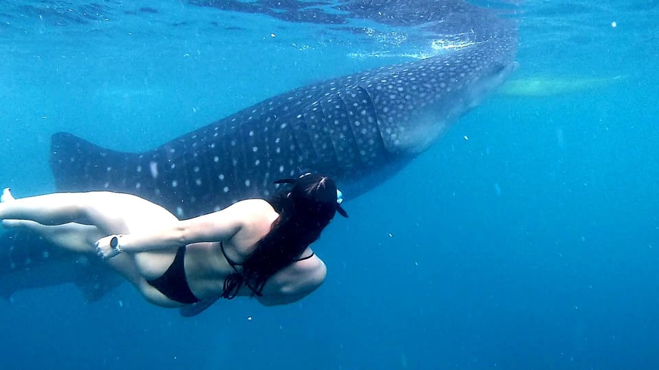 Cebu: Whale Shark Watching and Aguinid Falls Adventure - Pickup and Contact Details