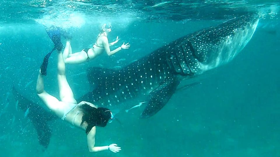 Cebu: Whale Shark Watching, Ka-Treasure Water Terraces Tour - Frequently Asked Questions