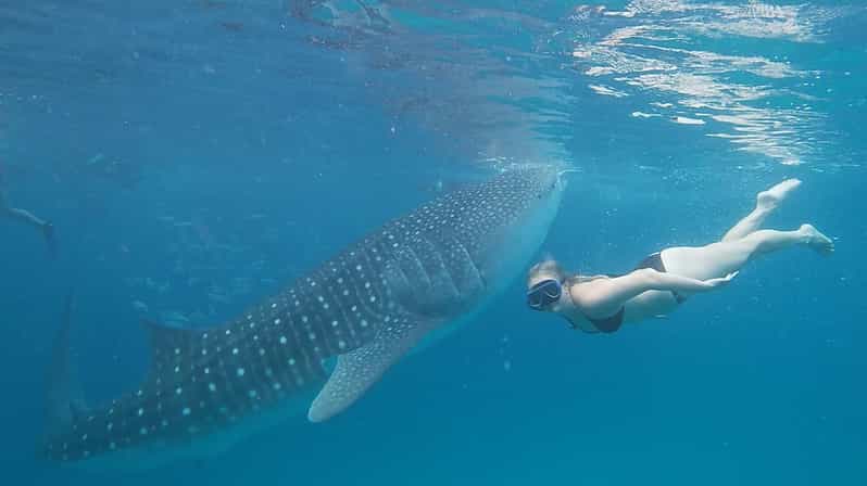 Cebu: Whaleshark Encounter, Tumalog Falls, & Monkey Viewing - Observing Monkeys