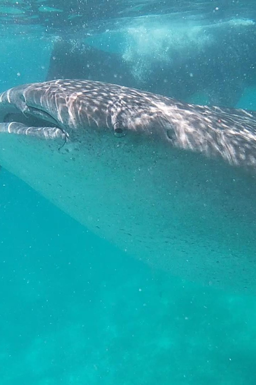 Cebu: Whaleshark Swimming & Moalboal Snorkelling Day Trip - Customer Reviews and Experience