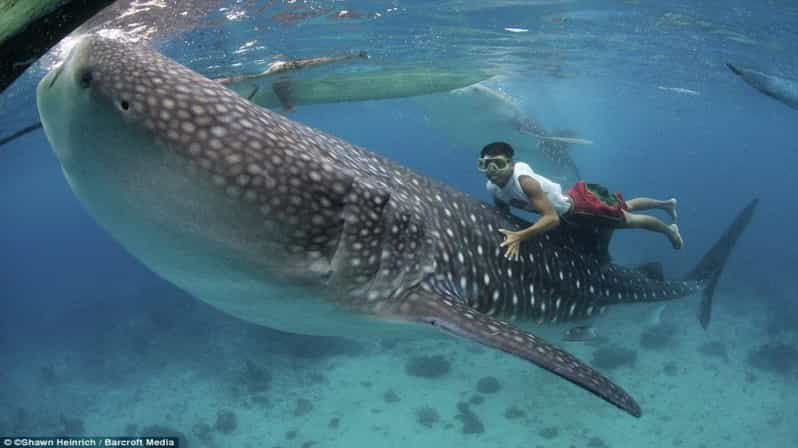 Cebu Whaleshark, White Sand Beach Sumilon Island and Falls - Booking Information