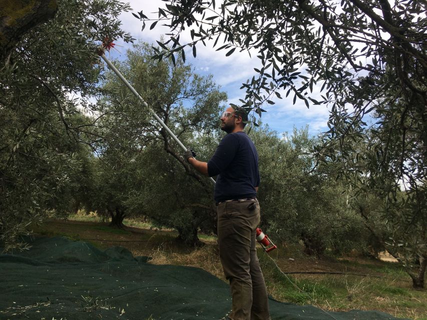 Chania Private Olive Oil Tour: Oil Tasting & Villages Tour - Customer Feedback