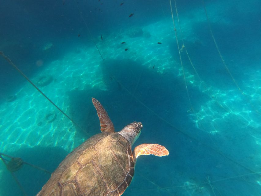 Chania: Stand-Up Paddleboard Small Group Tour - Swimming, Sunbathing, and Socializing