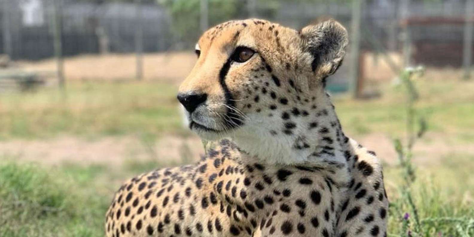 Cheetah Outreach and Award-Winning Winelands Full Day Tour - Inclusions and Important Information