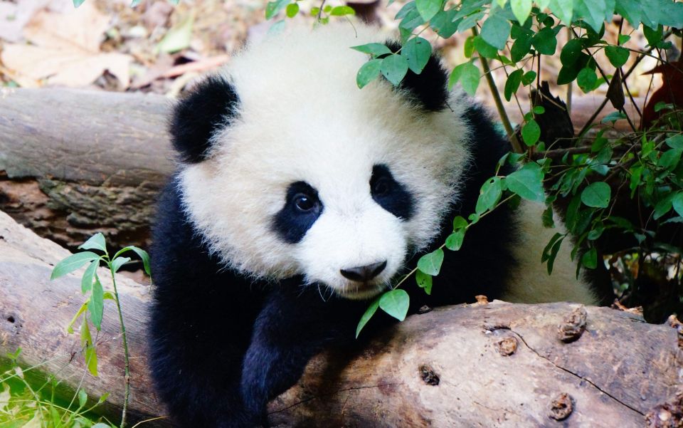 Chengdu: Private Full-Day Panda, City, Museum, & Park Tour - Lunch and Brocade Museum