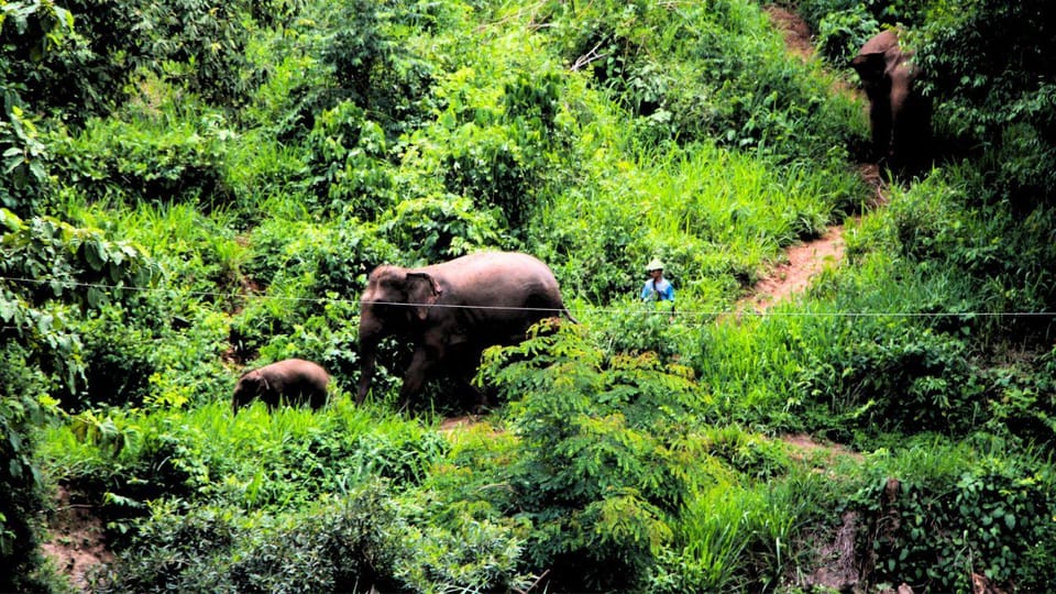 Chiang Mai: A Day in the Life of an Amateur Mahout - Inclusions and Information