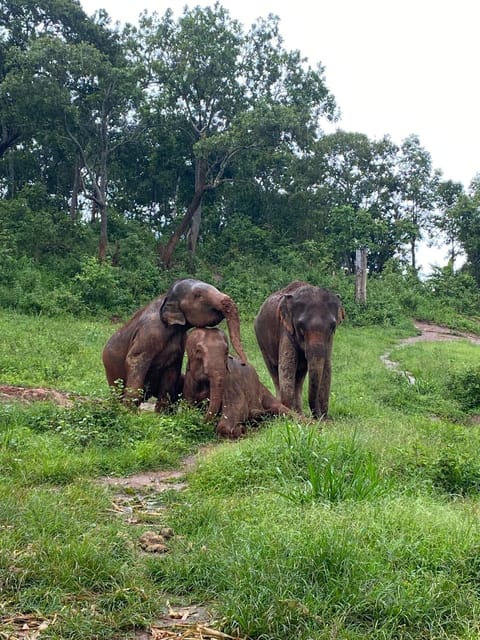 Chiang Mai: Elephant Dream Project Sanctuary - Full Day - Relaxing at the Waterfall