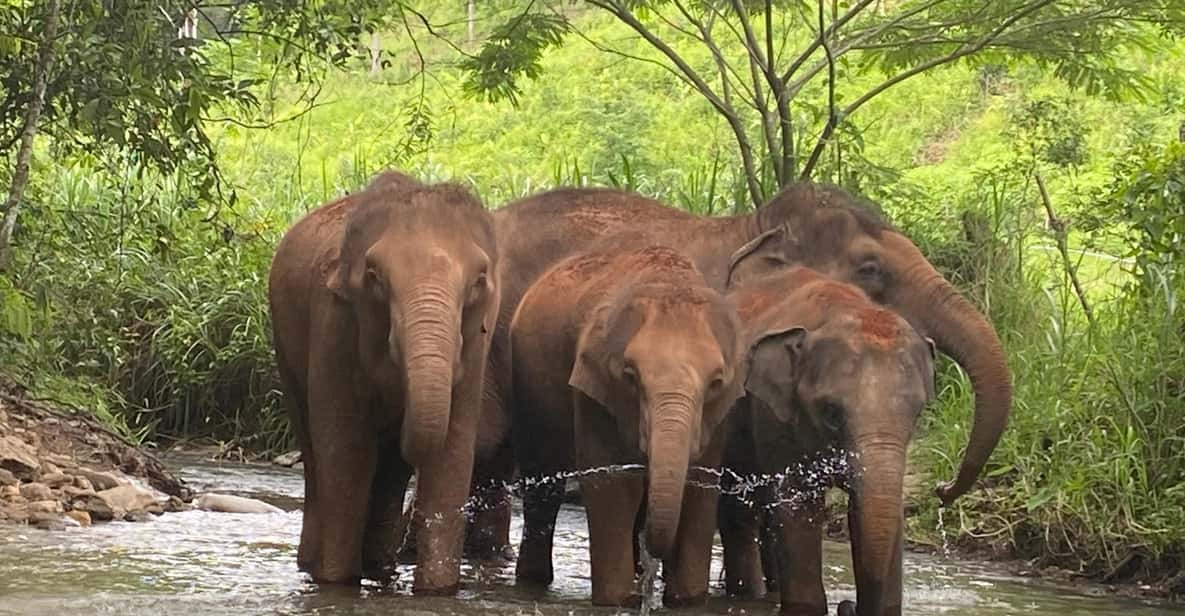 Chiang Mai: Elephant Dream Project Sanctuary - Half-Day - Important Information