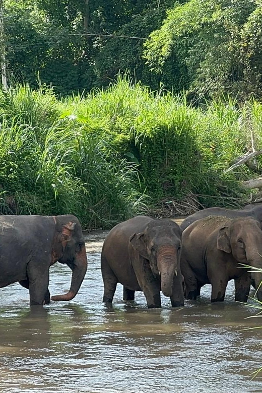 Chiang Mai: Elephant Sanctuary, Monk Trail & Doi Suthep Tour - What to Bring