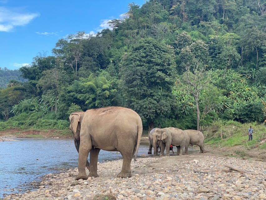 Chiang Mai: Ethical Elephant Sanctuary Day Tour & Lunch - Visiting the Sanctuary