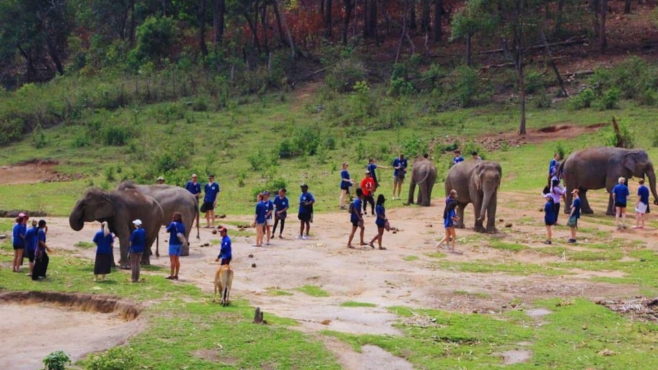 Chiang Mai: Half Day Living Green Elephant Sanctuary - What to Expect