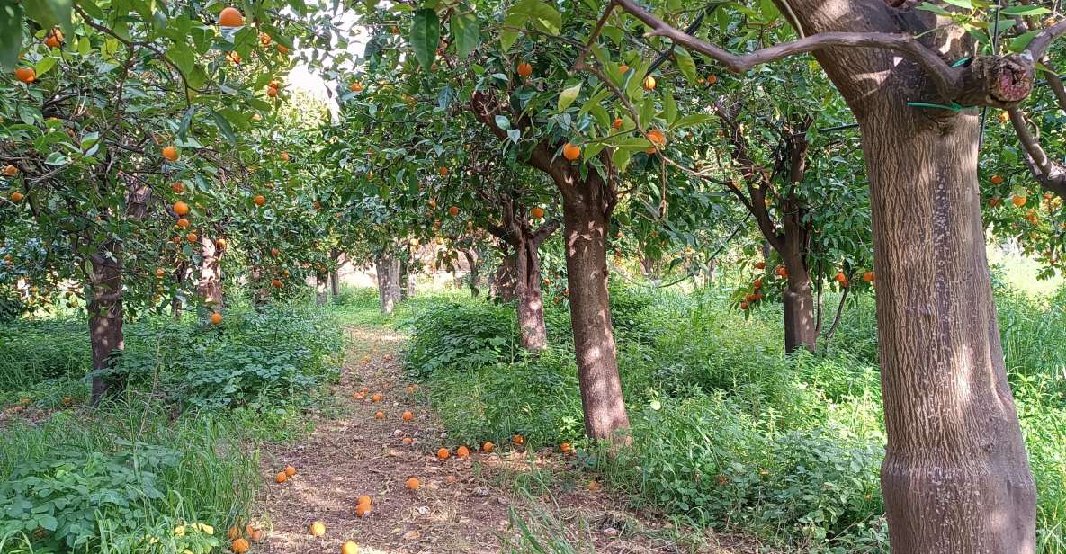 Chios: Orange Farm Trip & Tasting - Citrus Museum Visit - Important Information