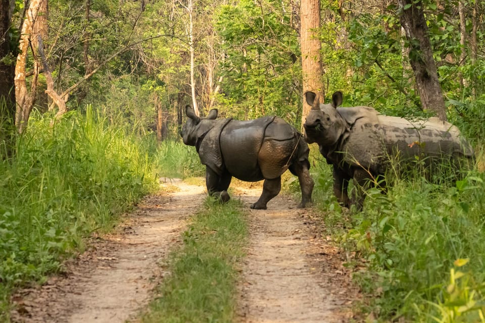 Chitwan: 2-Night Safari Tour With Jeep Tour and Jungle Walk - Cultural Experiences