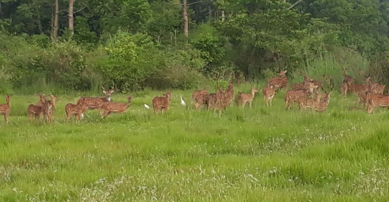 Chitwan: Jungle Safari With Jeep, Canoe, and Jungle Walk - Cultural Experiences in Chitwan