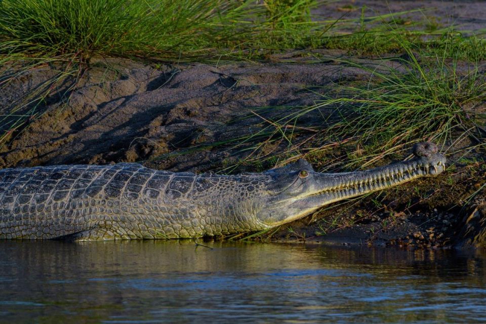 Chitwan Jungle Safari - Tips for a Successful Safari