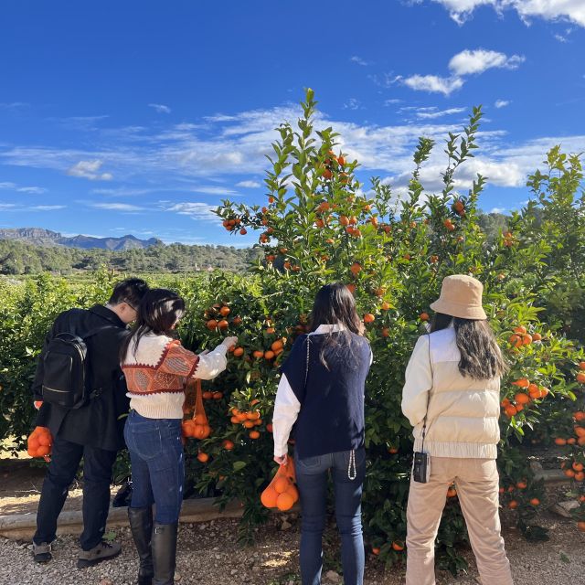 Citrus Treasures: Exploring Valencias Orange Grove - Discovering Valencian Landscape