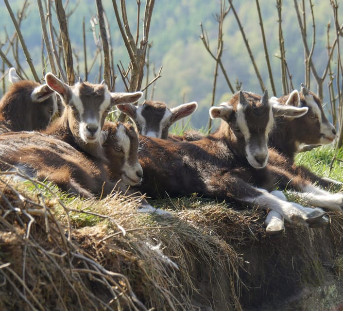 Climb the Mountains Together With Goats - Feedback From Customers