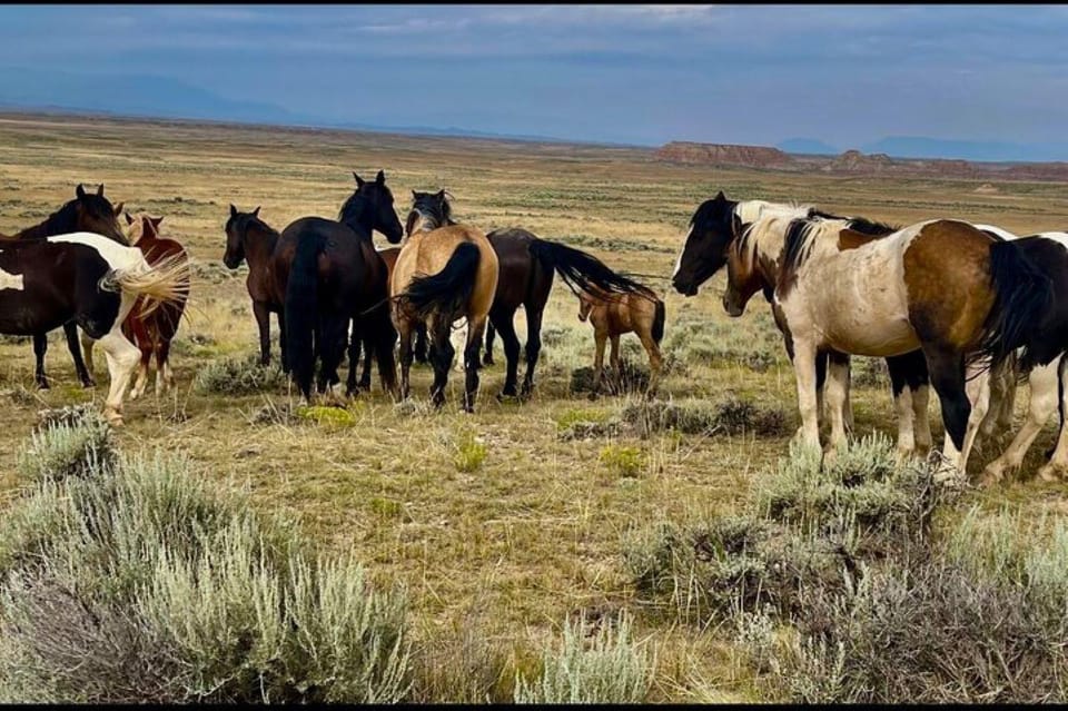 Cody: Red Canyon Wild Mustang Tour - Wyoming Badlands Scenery