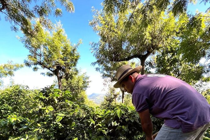 Coffee Tour in Sacatepéquez With Tasting - Price and Group Size