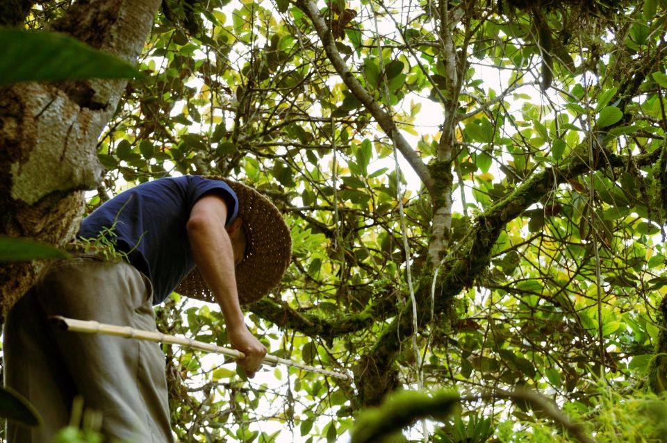 Colombia: Being a Collector of Wild Edible Plants - Preparing and Cooking Wild Edibles